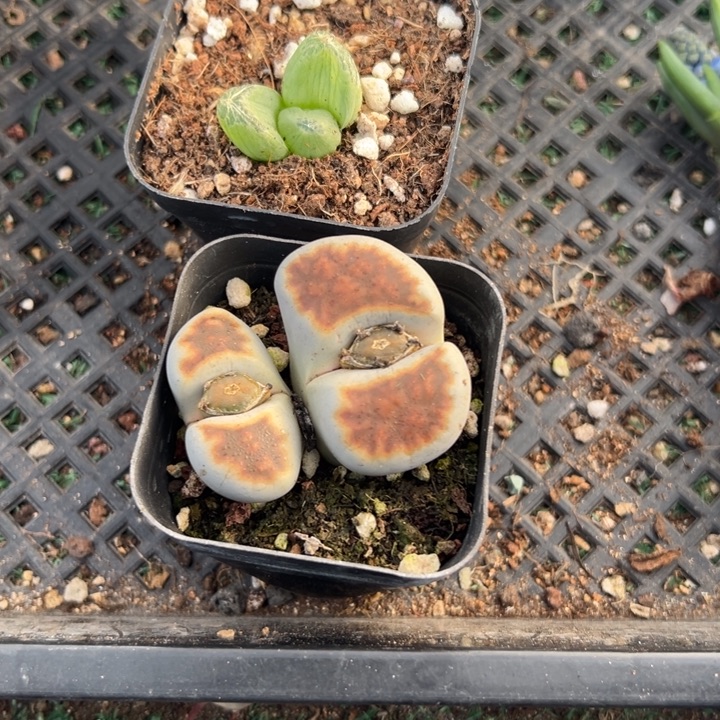 佛座箍➕生石花，一物一拍