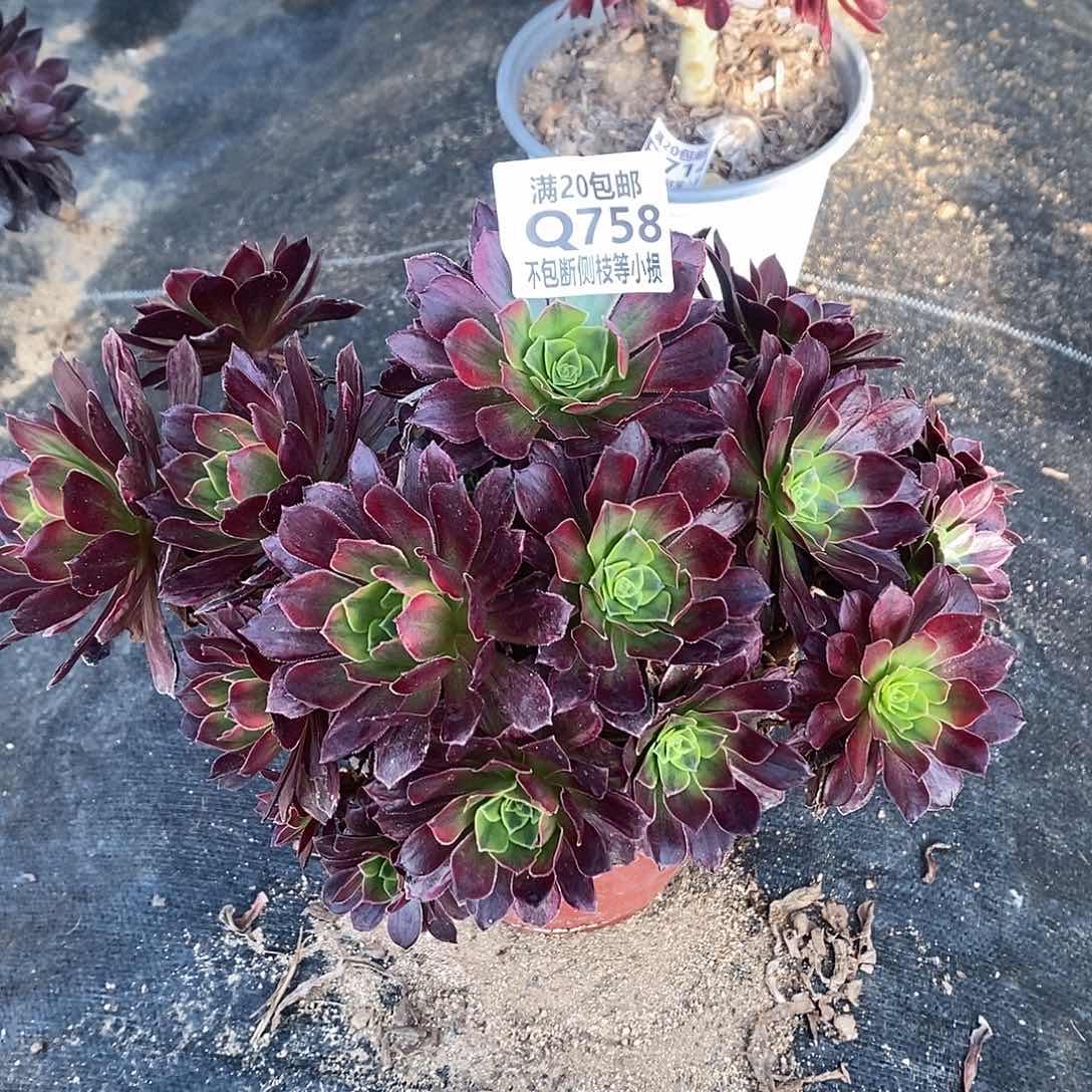 758安娜多肉法师锦