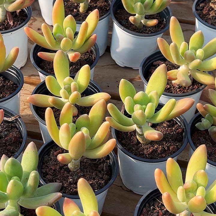 金蝉         福利多多