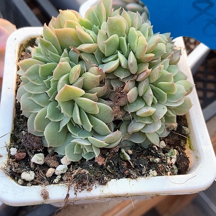 多肉植物2046多肉