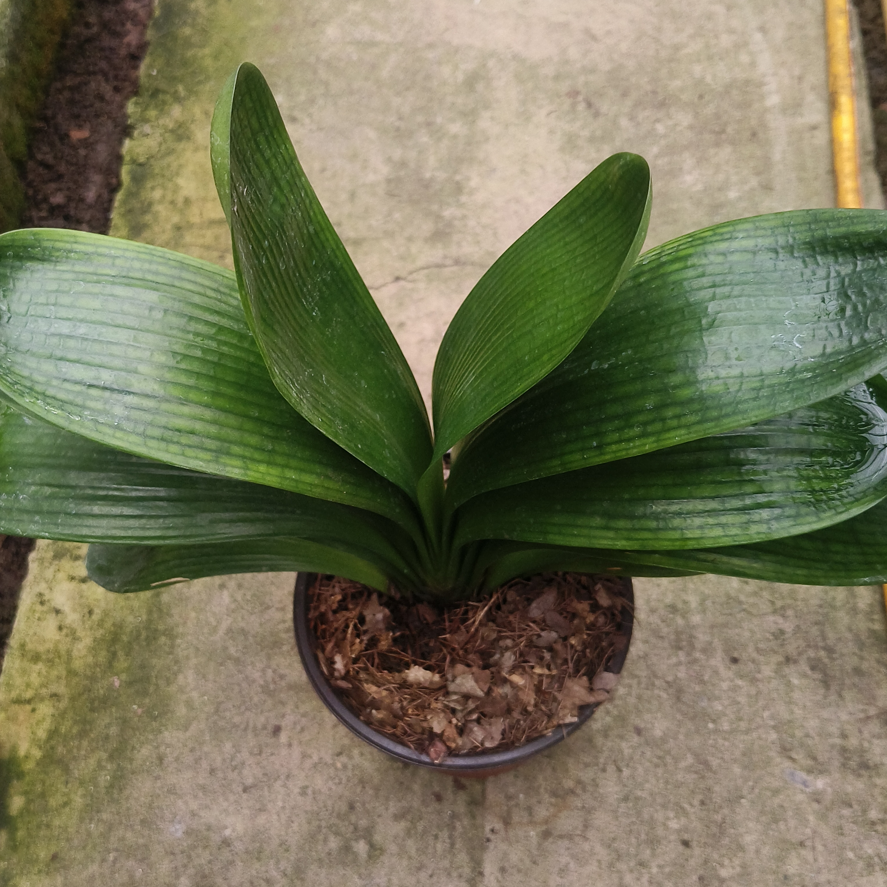 微瑕君子兰 一物一拍 无售后 介意勿拍