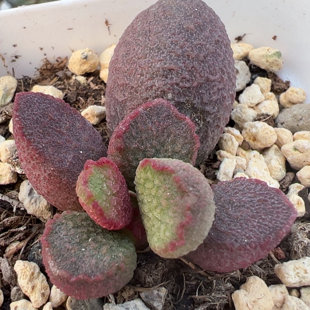 紫嫣大苗多肉植物水泡