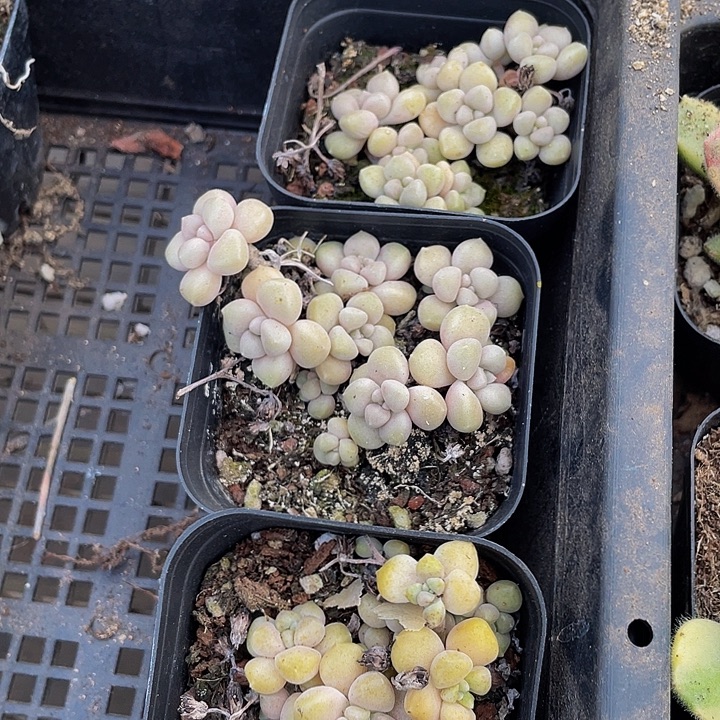 碗也姬秋丽带盆土发