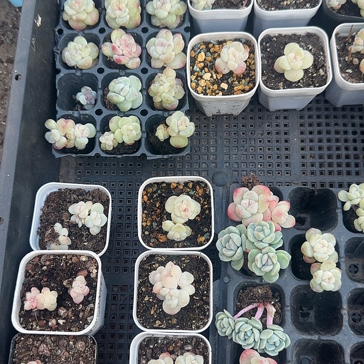 俏俏三颗石化冰玉