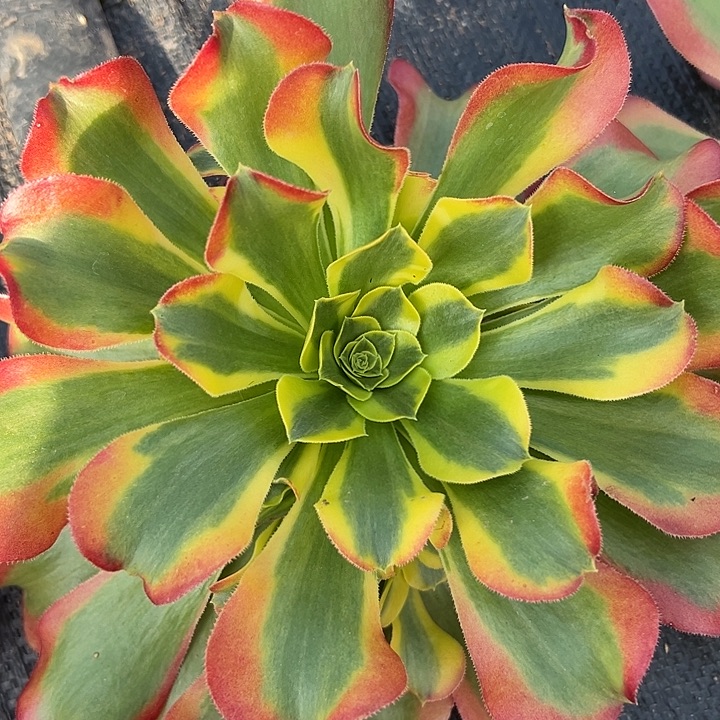 法师锦特斯拉好看