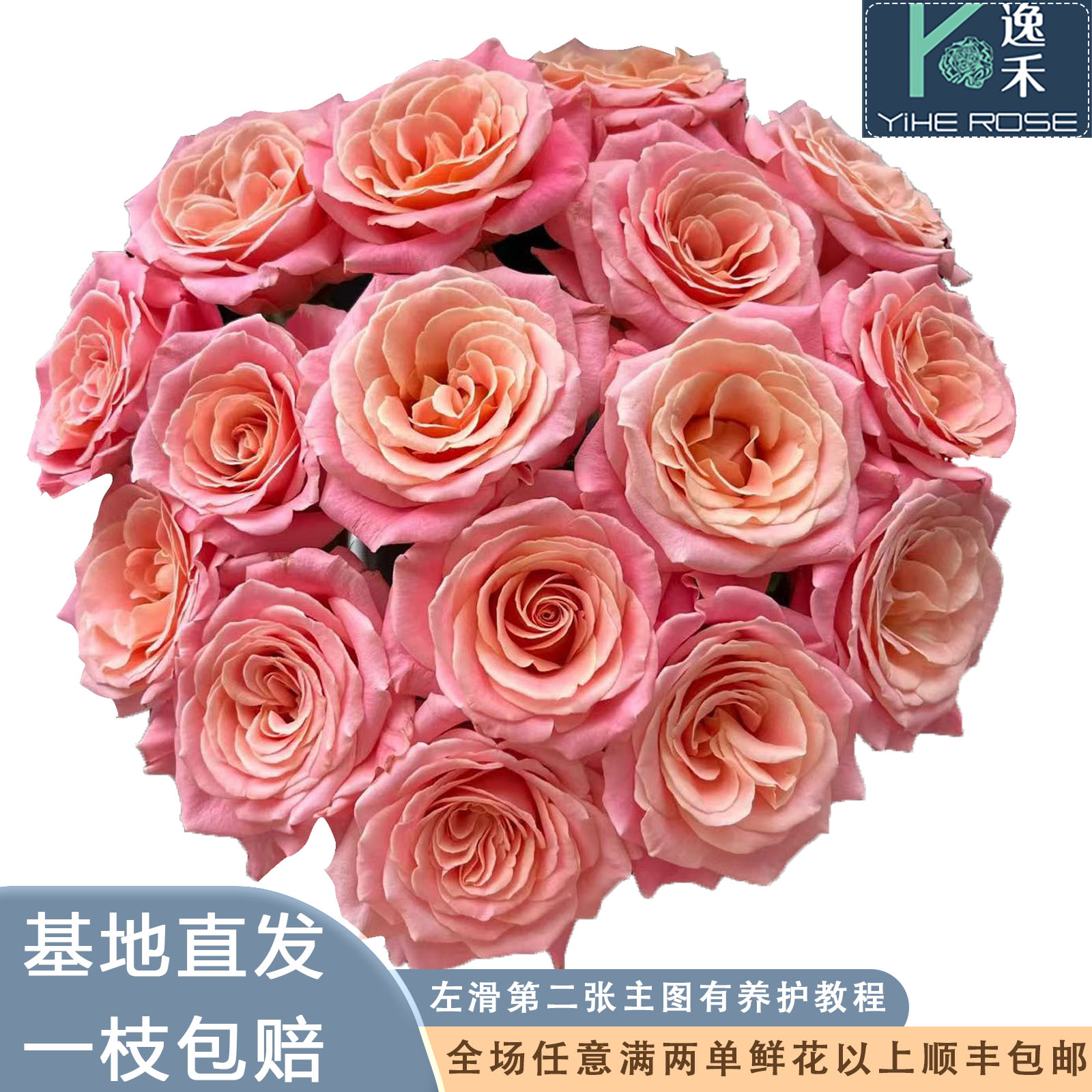 逸禾基地朱小姐单头玫瑰鲜花基地直采直发顺丰包邮