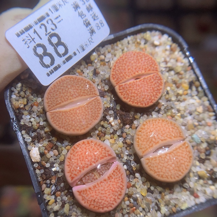 精品生石花123.88巴黎