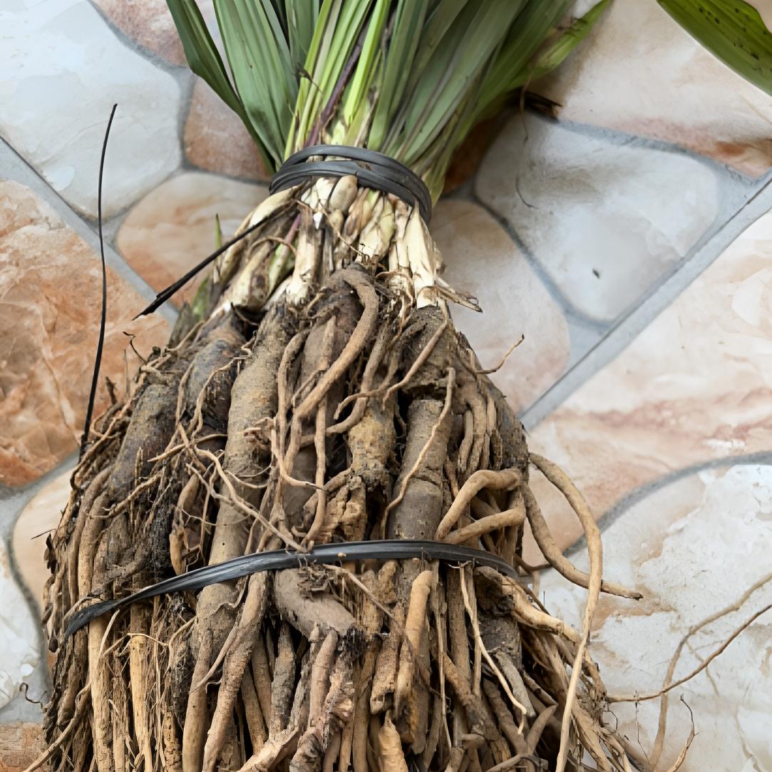 新鲜可种植地棕仙矛参独脚仙茅可以搭配杜仲