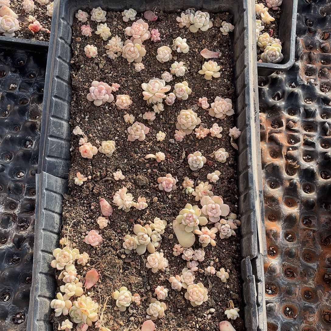 不***)379。  切盒发货。      