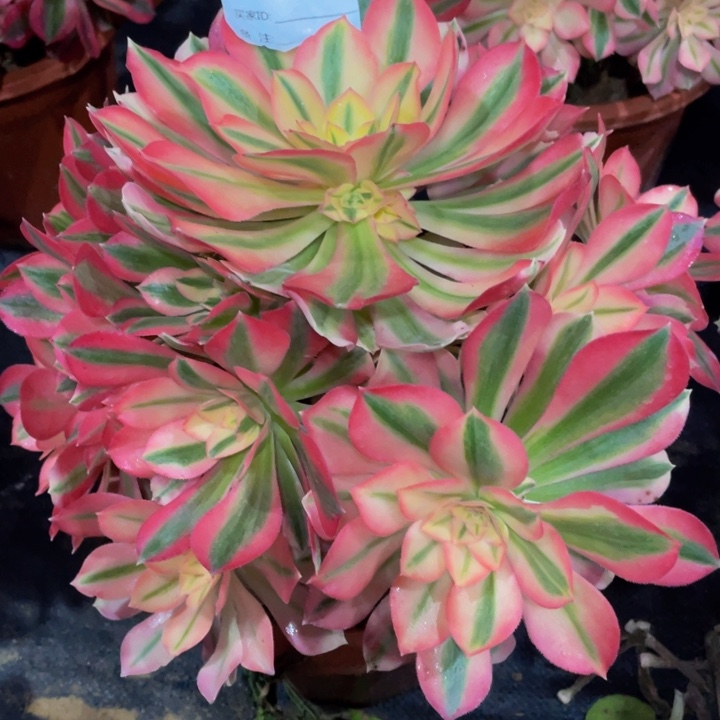 062女巫11111多肉