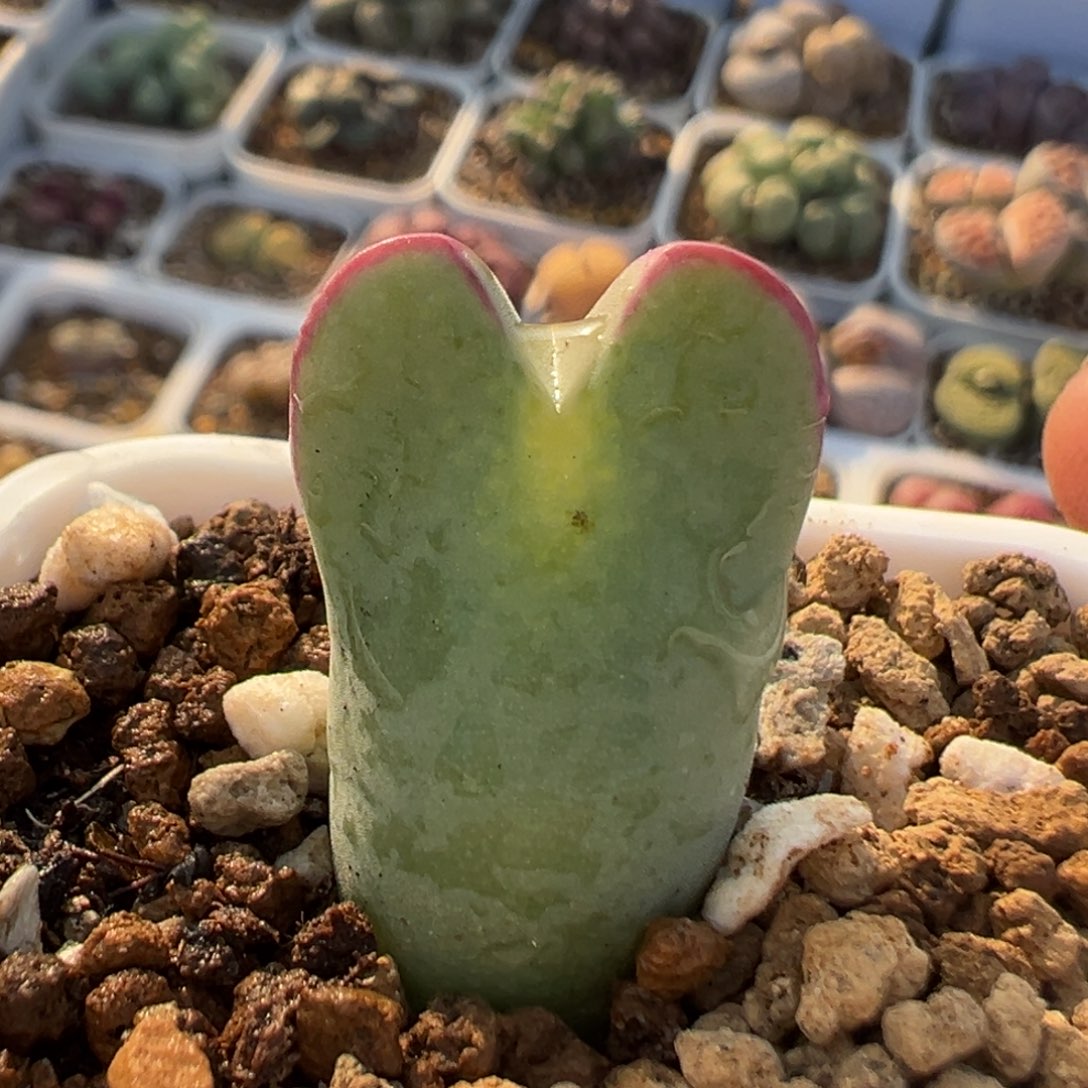 58多肉植物百科知识