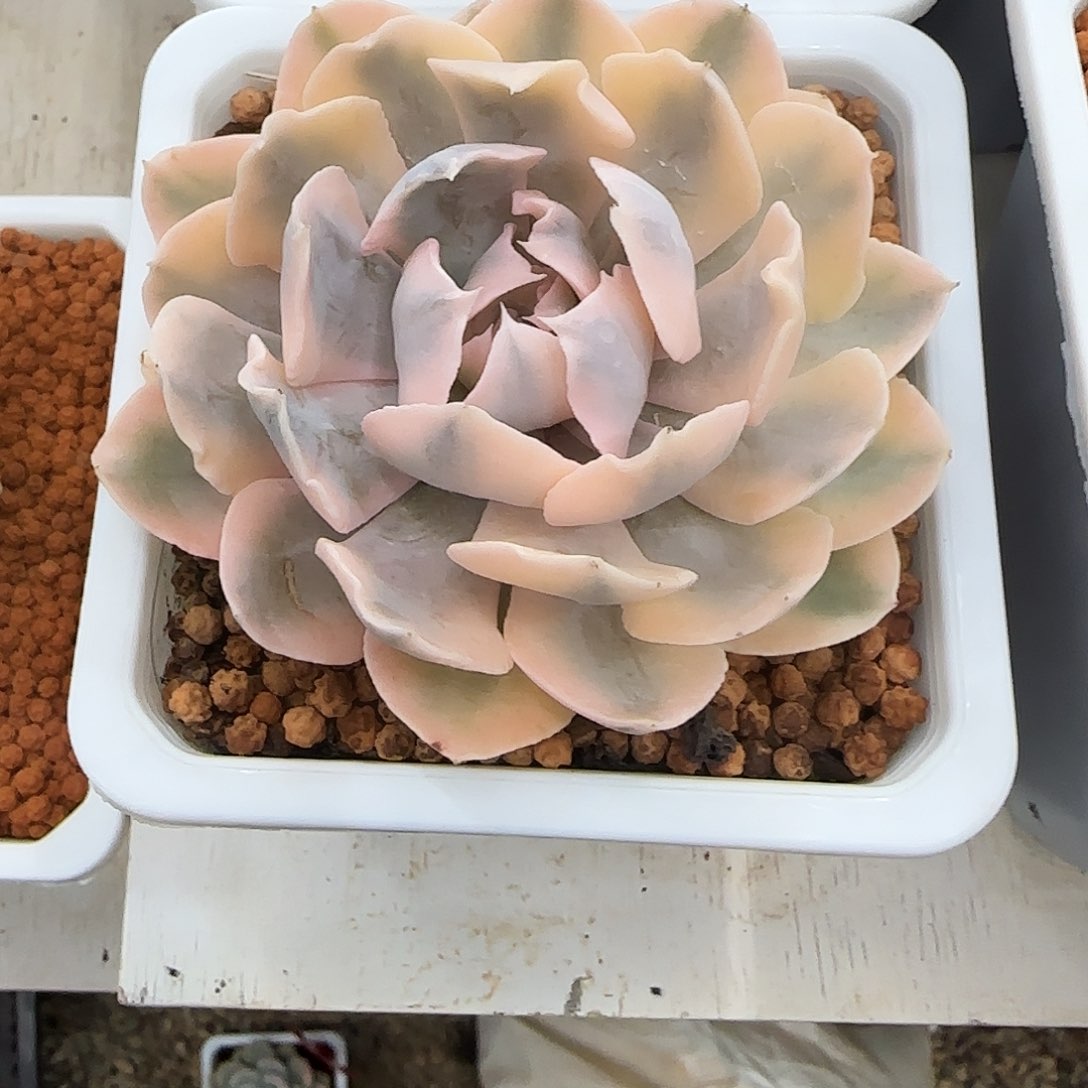 利比里亚锦多肉植物