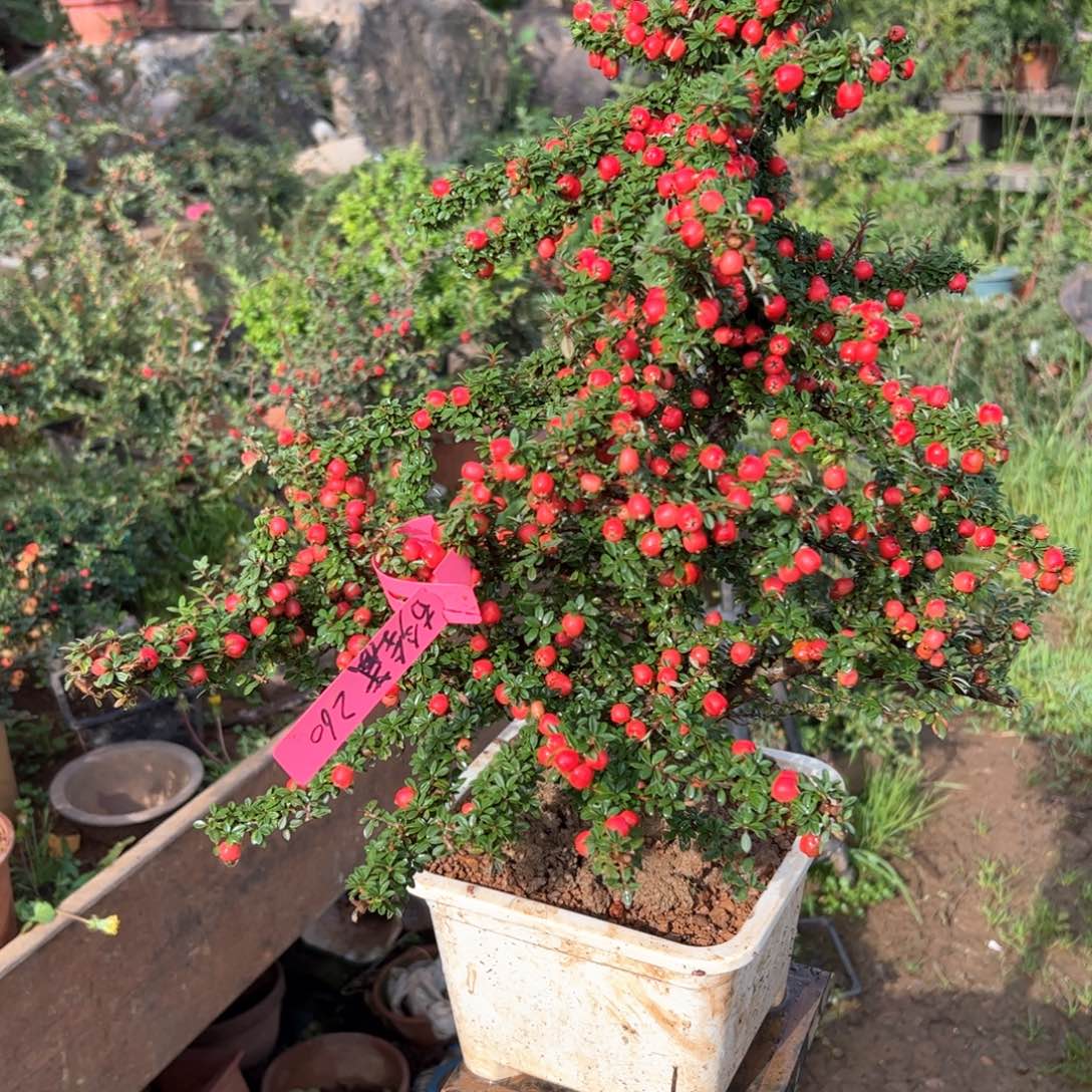 古***藏无花朵云南高山白花荀子