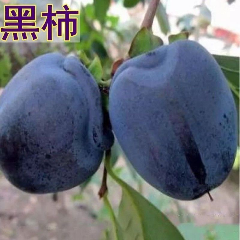 嫁接黑柿子树苗超甜无涩生吃柿子耐寒盆栽地栽南北方种植当年结果