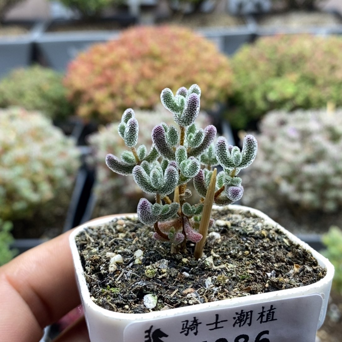 086实生精控优选冰晶