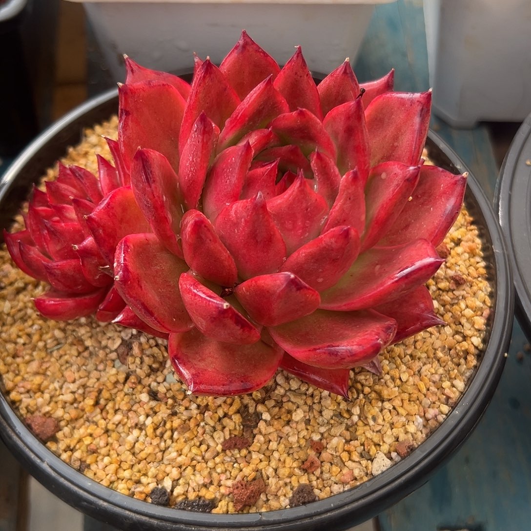 钻石贝拉多肉植物