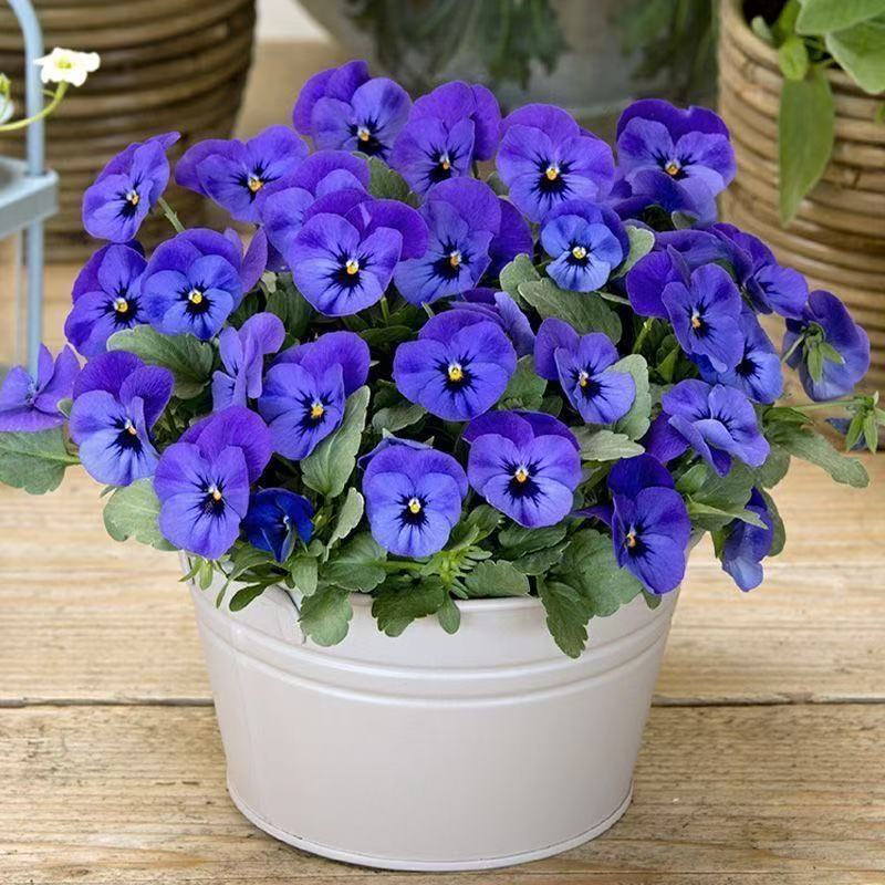 角堇（6盆包邮）四季开花多年生耐寒耐旱宿根庭院盆栽绿化易成活