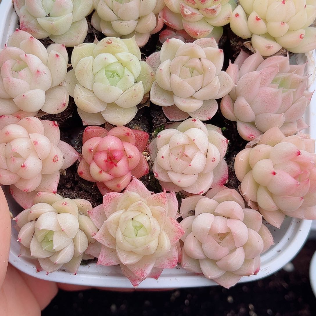 1-382 西藏内蒙内蒙不发 12.8包邮2-3公分多肉