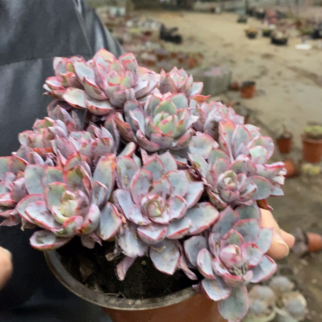 赫拉整桩带盆土，120杯