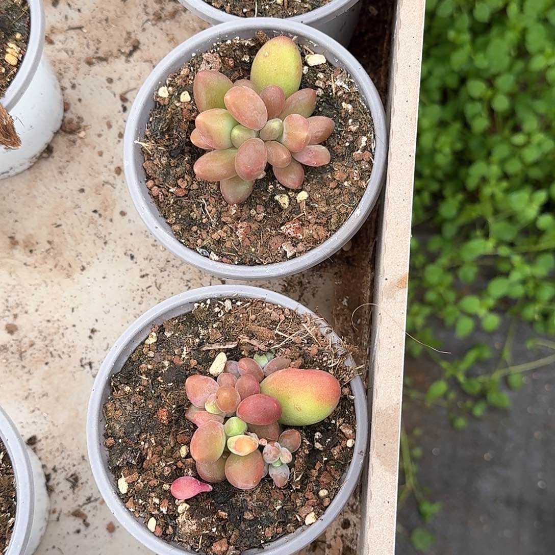 ?****?百事三颗带盆