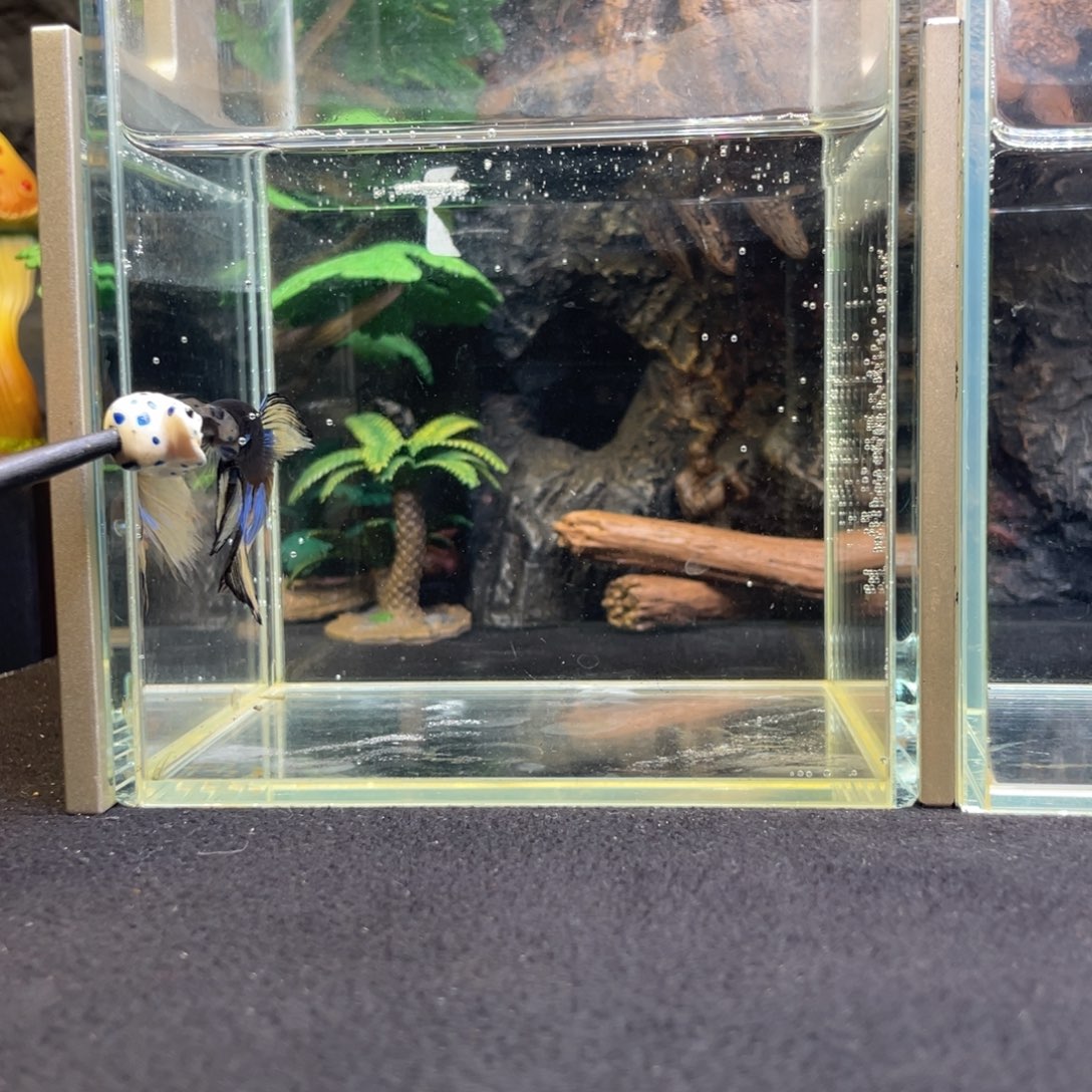 斗鱼十二月六日竞价