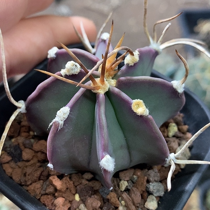 孤品实生优选福利捡漏水牛角大凤玉5.5cm