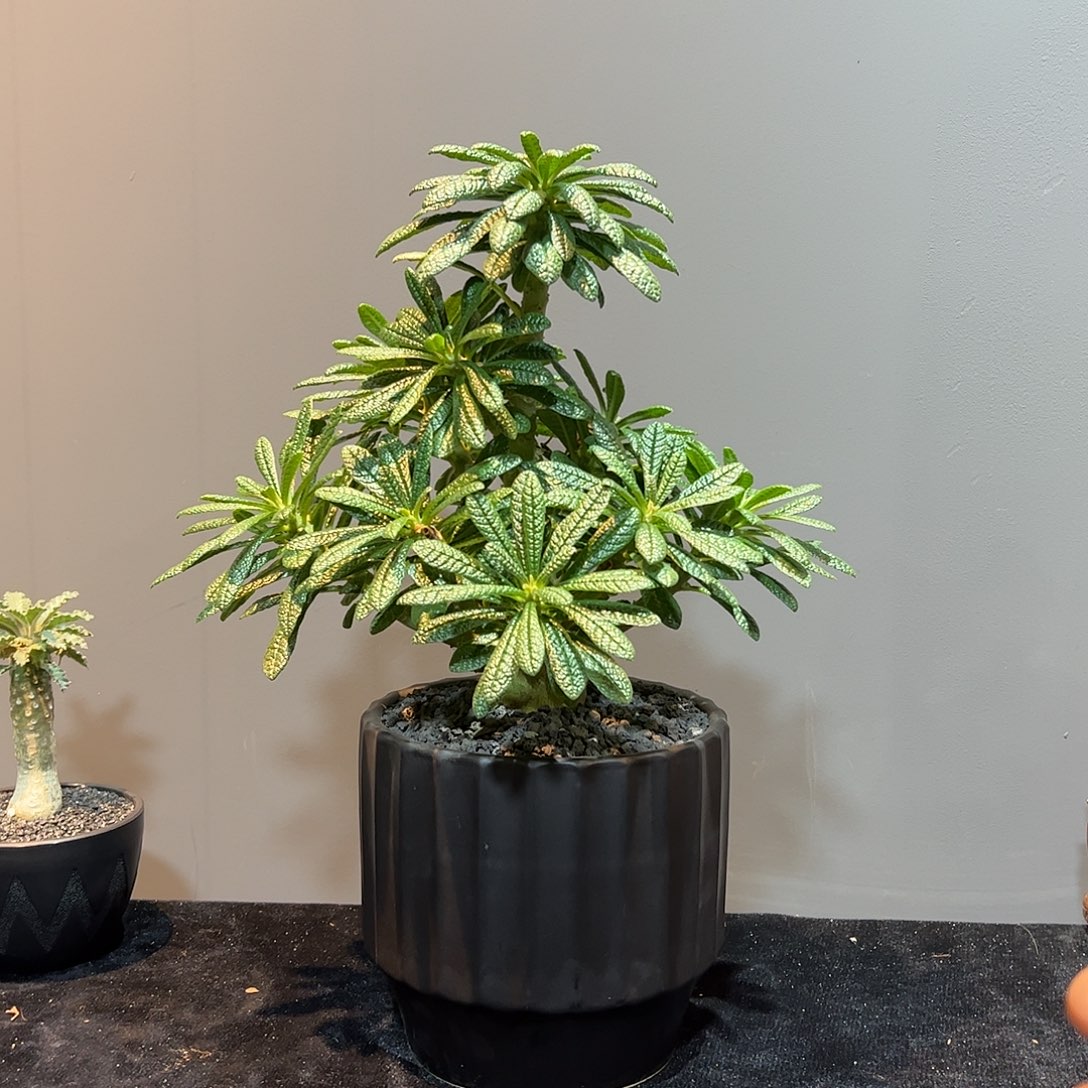 不***翁巨琉桑66666688888888