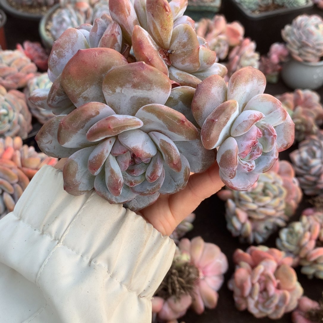 哈哈哈哈哈哈哈哈哈石榴籽