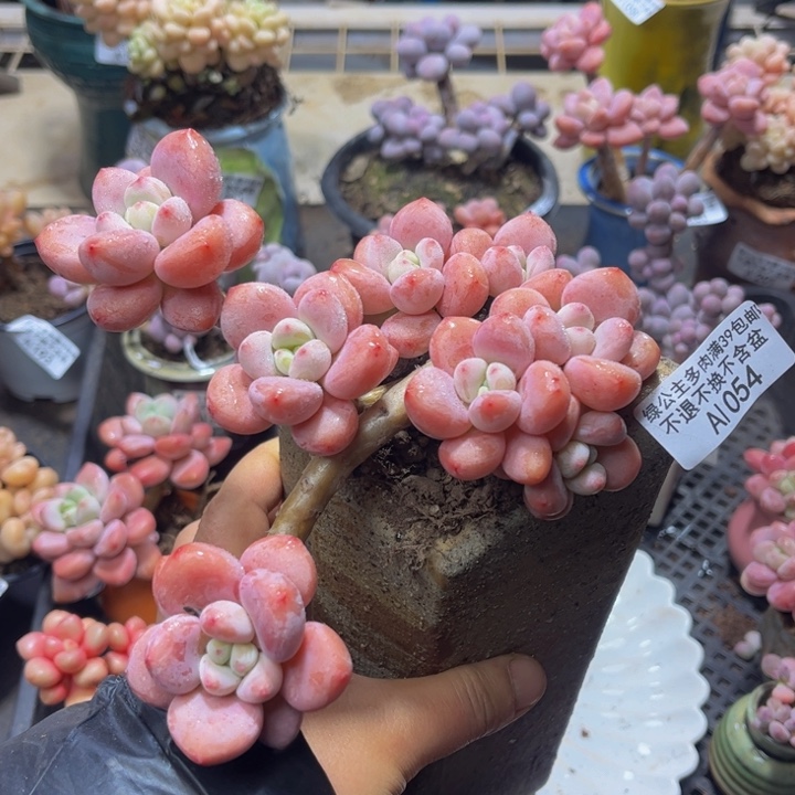 054 樱花洛神12 厘米