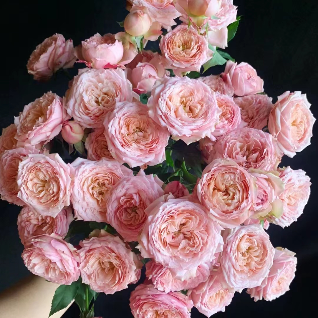 花花 朱丽叶塔多头玫瑰9支+1支防损 一单包邮云南直发