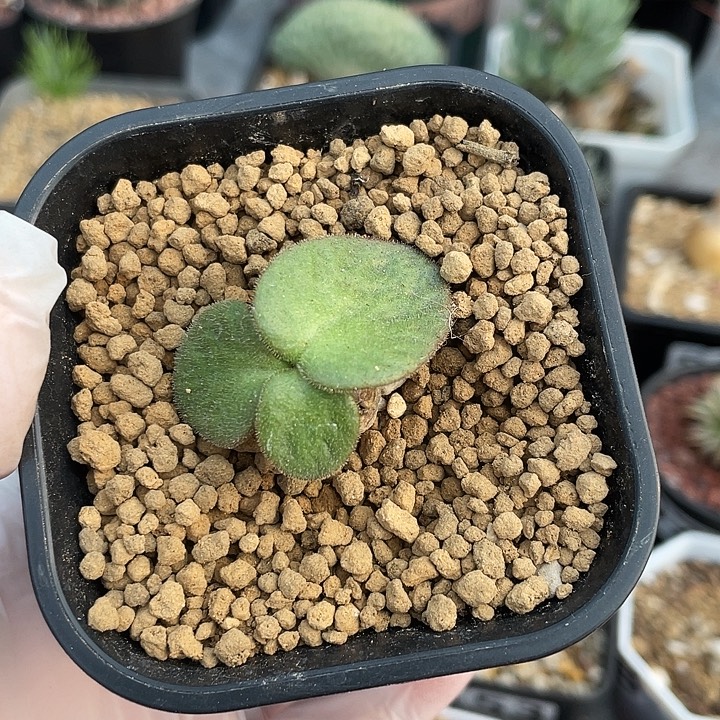 049产地猪耳朵雾冰玉