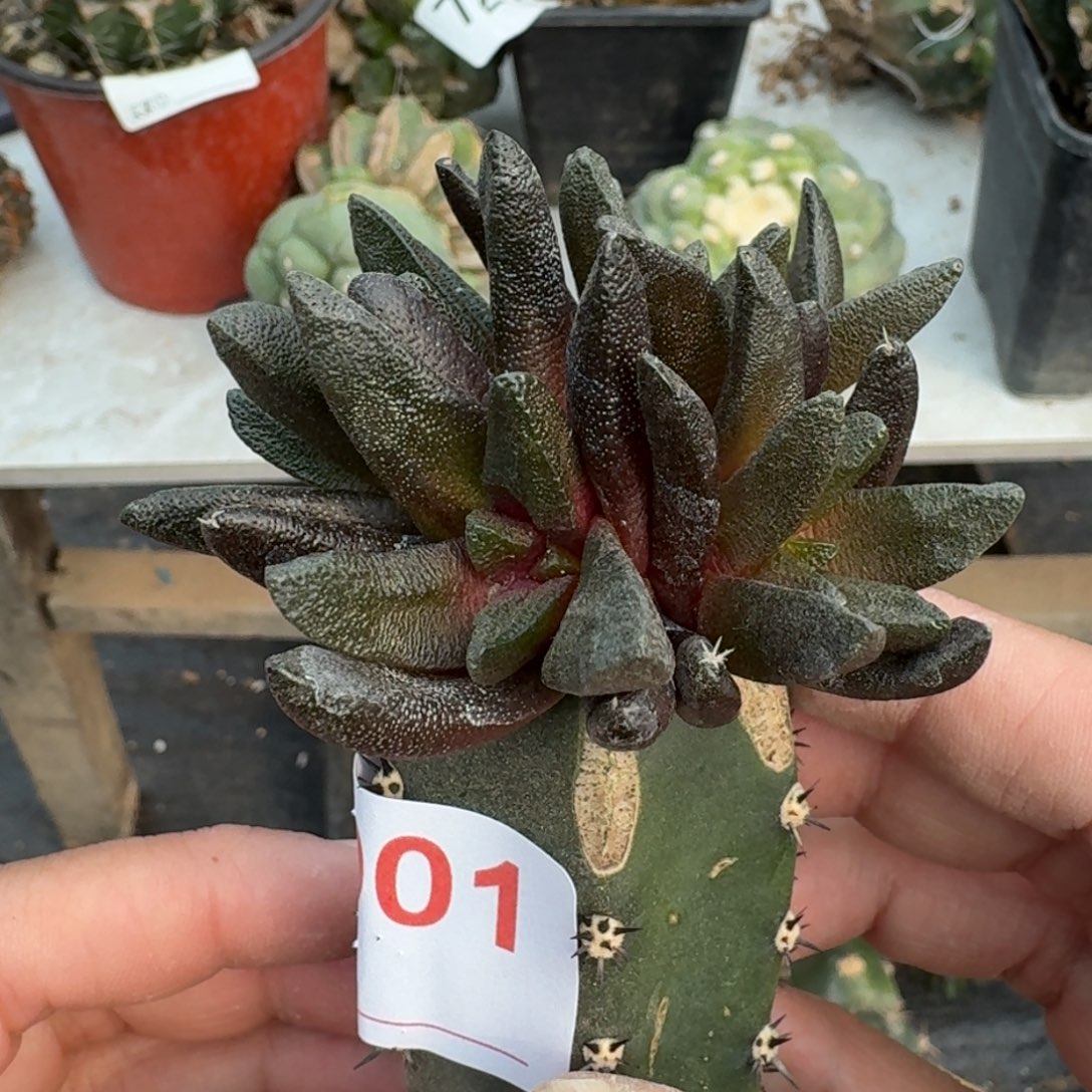【闪购商品】群头龙角001