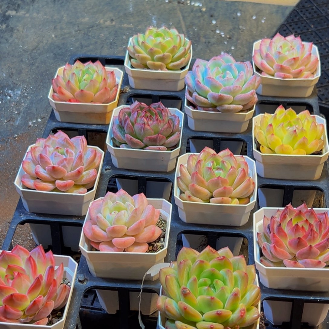 321多肉葡萄的价格是多少啊哈哈