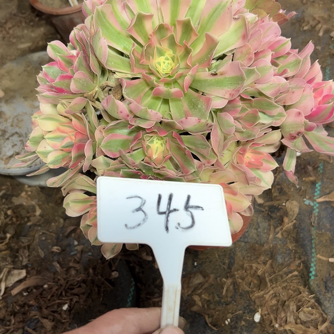 多肉植物粉女巫法师345