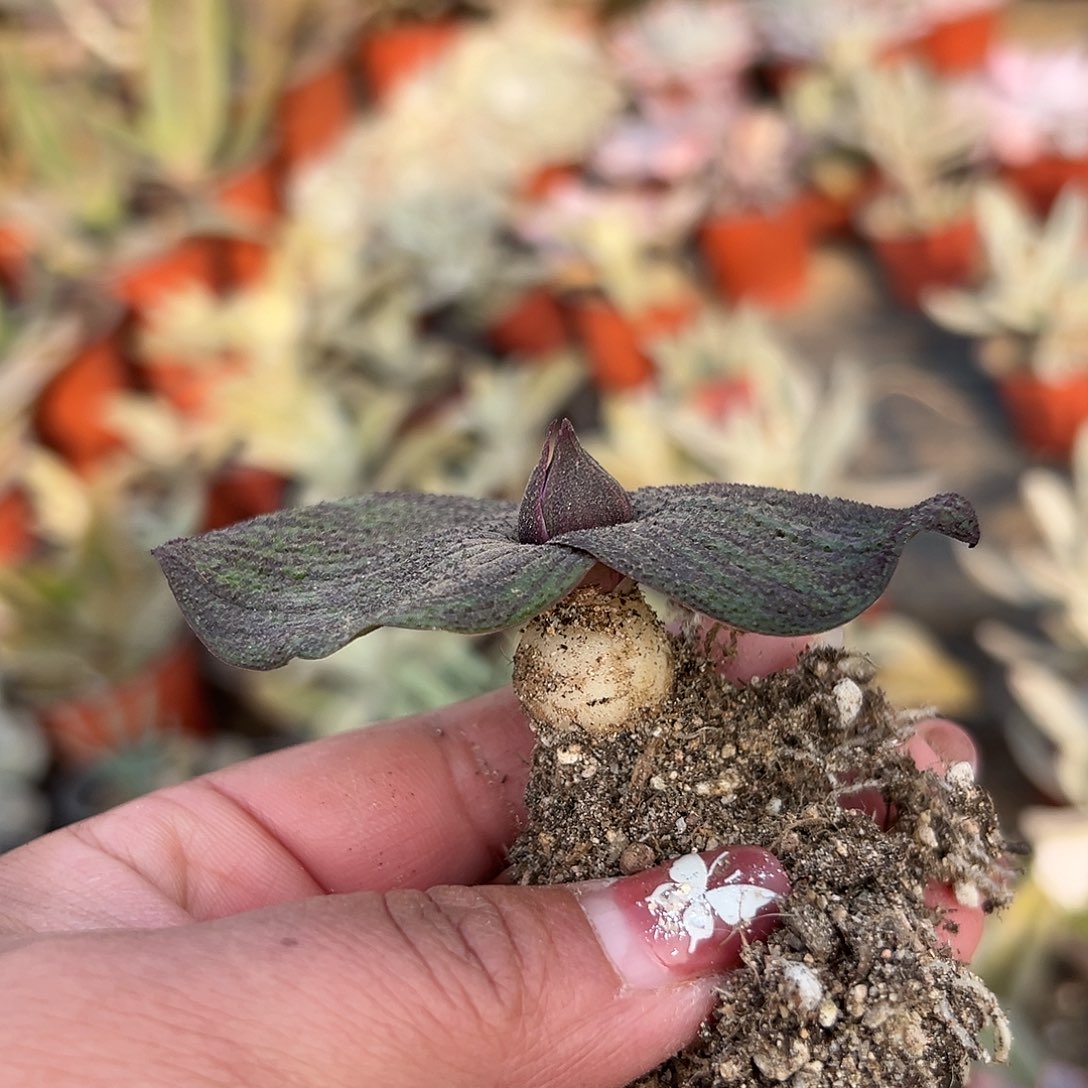 多肉植物开花紫镜