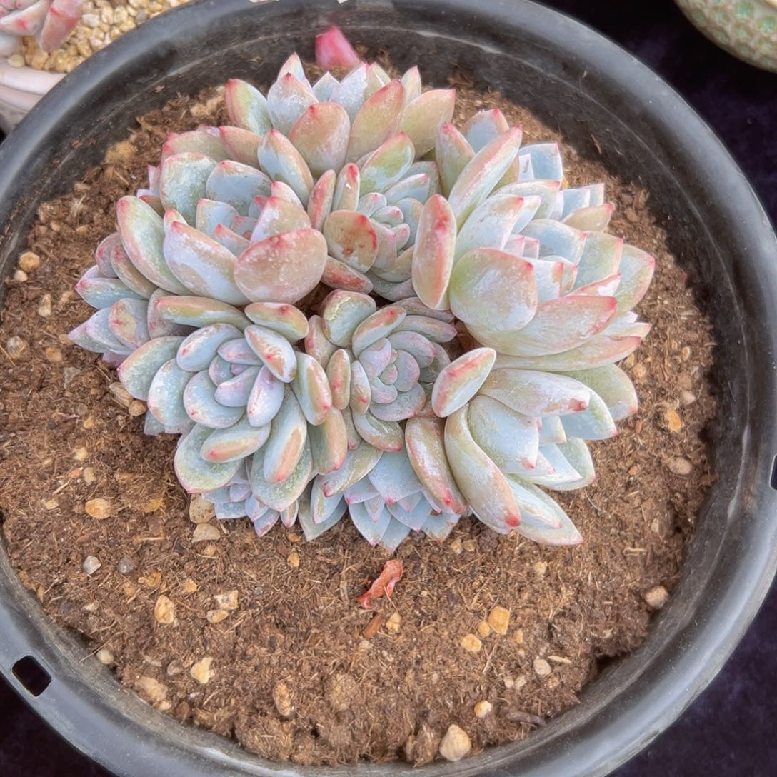 新年快乐 新年快乐