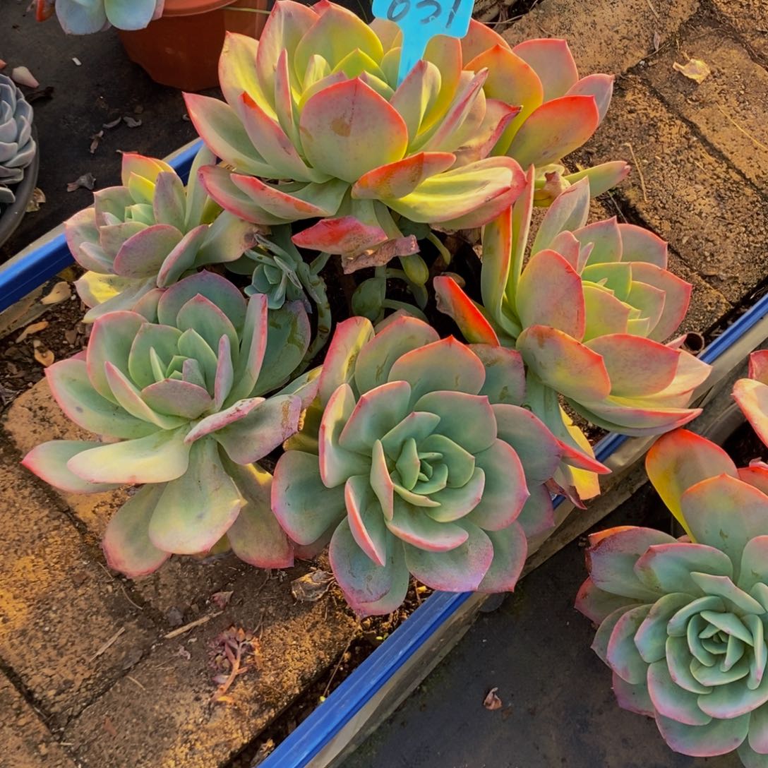 兰***兰血凤631。             