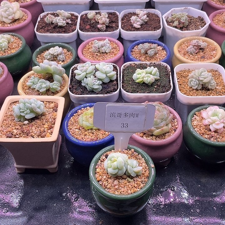 滨哥多肉M33双头冰玉石化锦开播福利