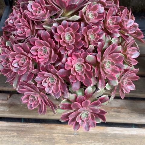 多肉植物大浣纱锦。