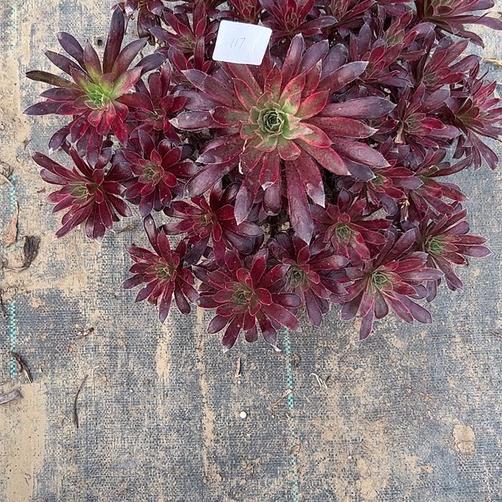 別***照多肉法师植物链接117