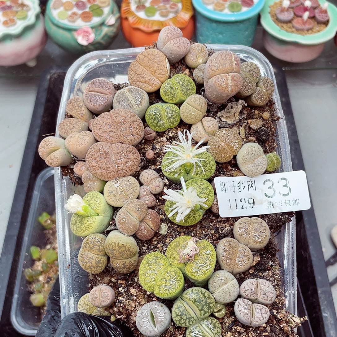 生石花满18包邮1129-33