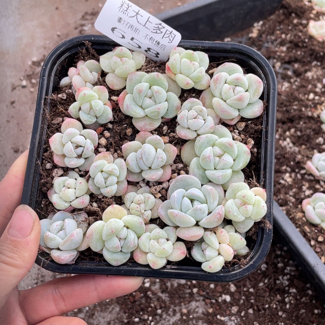 糕大上多肉植物658