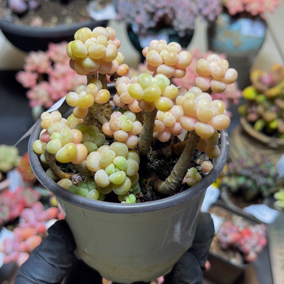 410老桩鱼子酱8厘米多肉