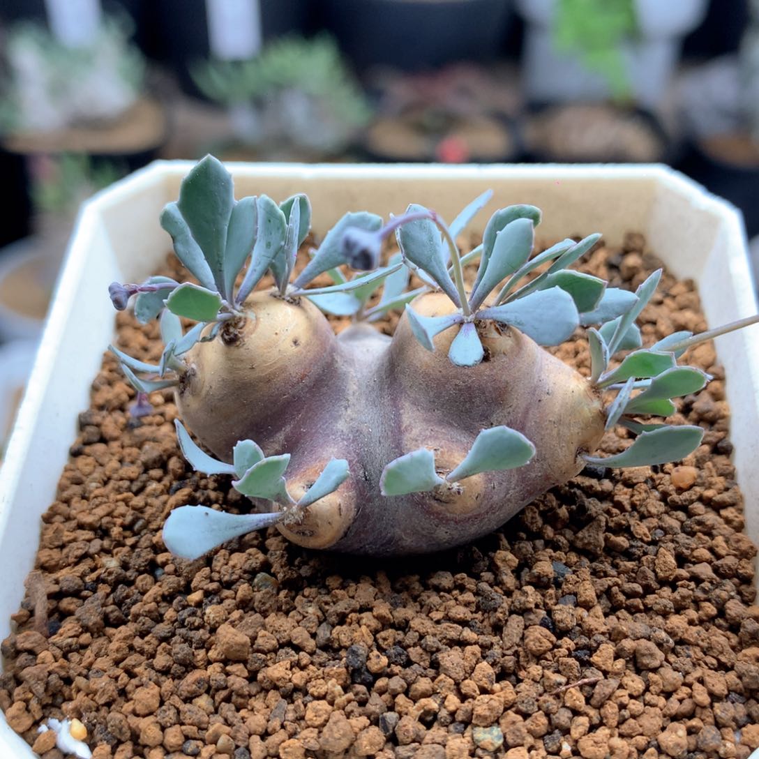 产地格加厚敦菊母本带盆