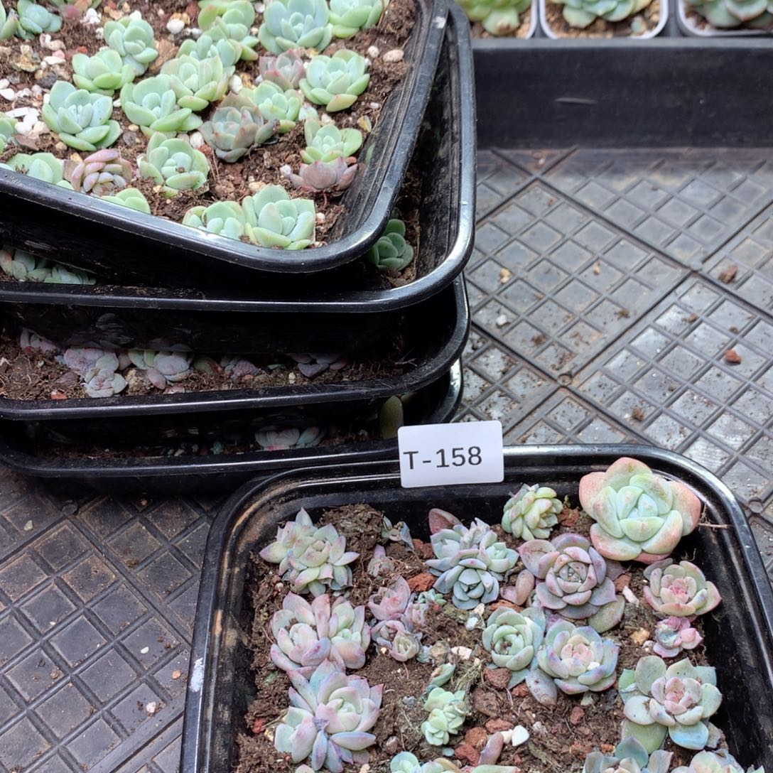 无花朵T158英语英语