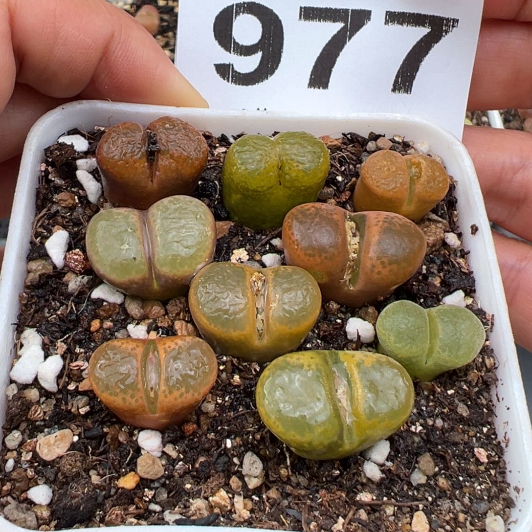 1.21好看的多肉977