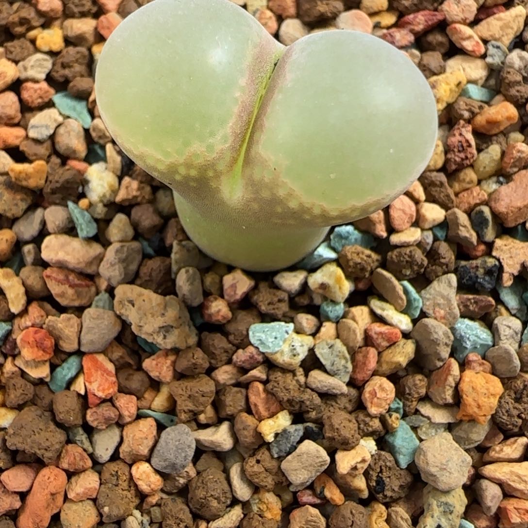 多肉植物原株母本113号