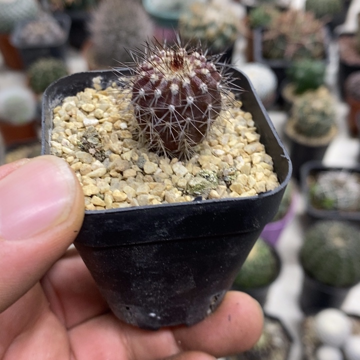 实生紫皮尤博球特价2