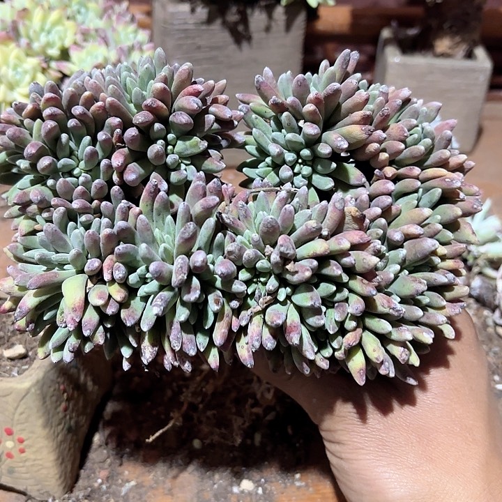 仙女杯多肉植物提取