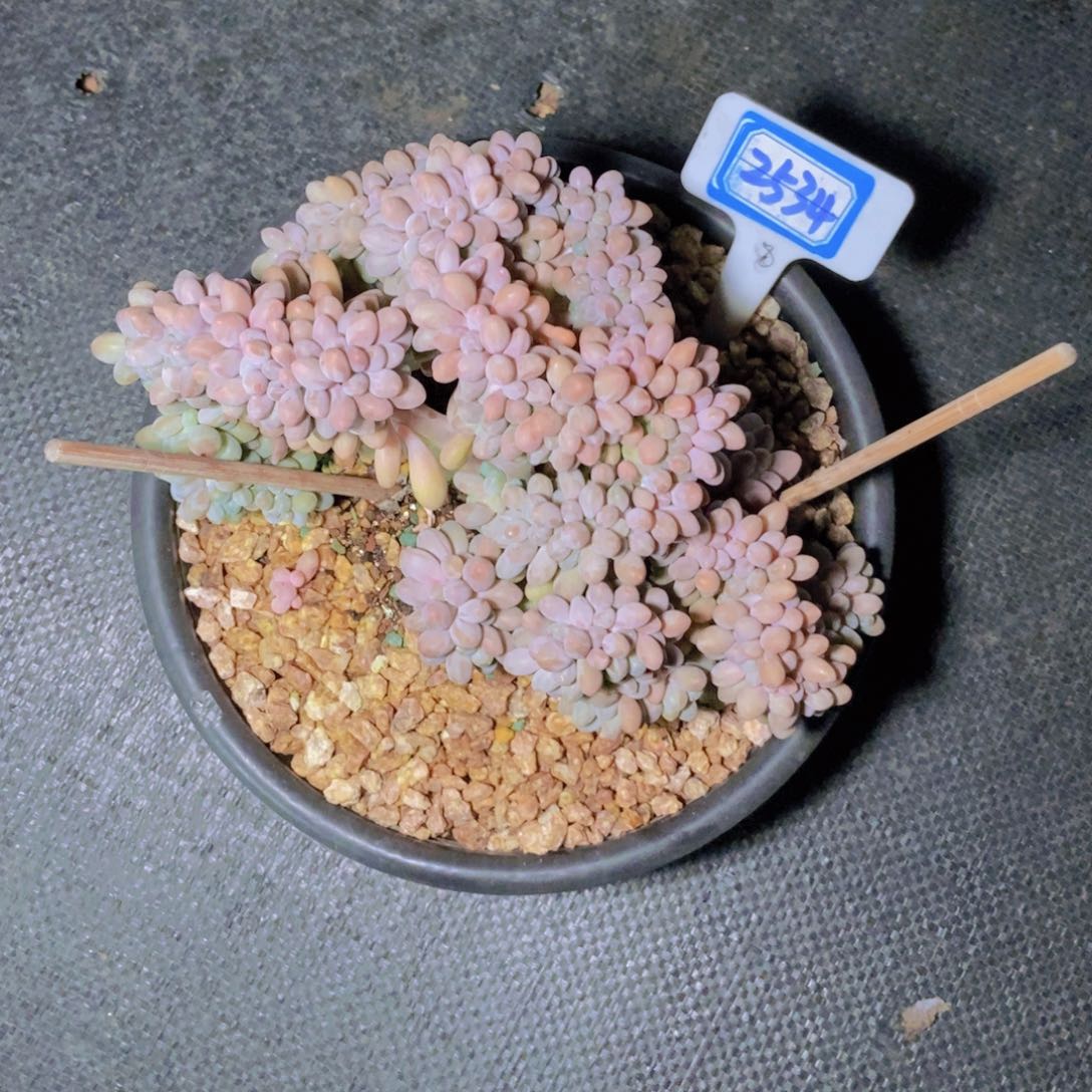 桃***桃2534汤圆缀化一颗
